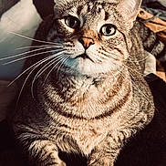 Jaci joined the competition — help win amazing prizes! cat, tabby, pet, whiskers, fur, closeup, indoor, animal, cute, feline, portrait, curious, eyes, paws, striped, domestic, cozy, resting, soft, home