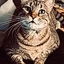animal, cat, closeup, cozy, curious, cute, domestic, eyes, feline, fur, home, indoor, paws, pet, portrait, resting, soft, striped, tabby, whiskers