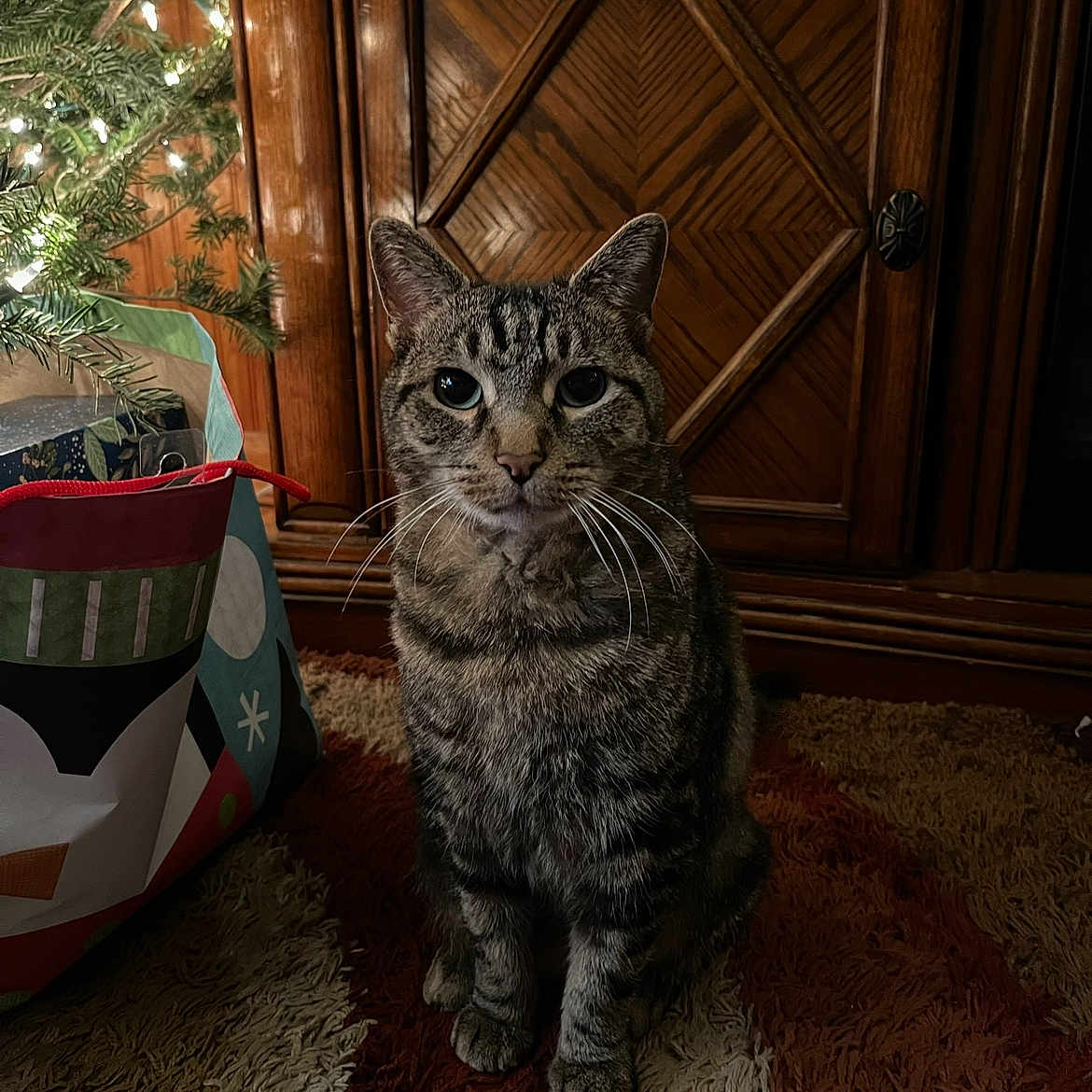 Baxter joined the competition — help win amazing prizes! abyssinian, animal, architecture, building, cat, couch, fir, furniture, hardwood, homedecor, indoors, livingroom, manx, pet, plant, plywood, pottedplant, rug, tree, wood