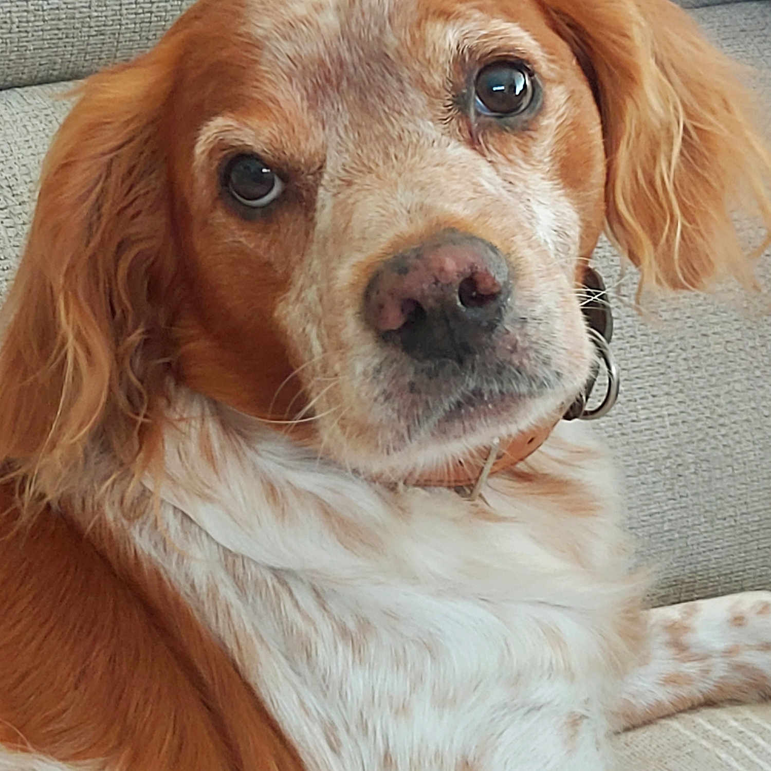Ozzy participe au concours pour gagner de l'argent avec cette photo : dog, close_up, pet, canine, brown_fur, white_fur, couch, indoor, animal, portrait, relaxed, looking_at_camera, ears, nose, whiskers, collar, furniture, domestic_animal, companion, friendly