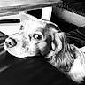 Ozzy participe au concours pour gagner de l'argent avec cette photo : dog, indoor, black_and_white, leather_couch, resting, table, fur, pet, close_up, looking_up, cozy, household, nostalgic, calm, domestic, animal, portrait, relaxed, soft_texture, home