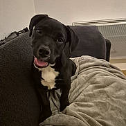 Arka a rejoint le concours — aidez-le/la à gagner de superbes lots ! animal, black_dog, blanket, canine, couch, cozy, cute, dog, domestic_animal, fur, happy, head_tilt, indoor, living_room, pet, playful, puppy, relaxed, smiling, white_chest_marking