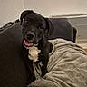 animal, black_dog, blanket, canine, couch, cozy, cute, dog, domestic_animal, fur, happy, head_tilt, indoor, living_room, pet, playful, puppy, relaxed, smiling, white_chest_marking
