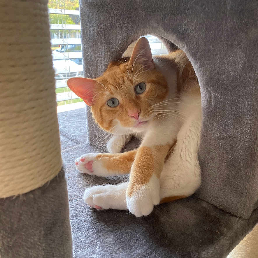 Sammy is registered to the contest to win money with this photo: abyssinian, animal, armchair, canine, cat, chair, couch, den, furniture, hardwood, homedecor, indoors, interiordesign, kitten, linen, manx, pet, plywood, siamese, wood