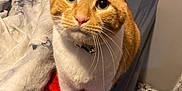 Sammy is registered to the contest to win money with this photo: abyssinian, animal, bed, bedroom, blanket, cat, couch, cushion, furniture, homedecor, indoors, interiordesign, kitten, linen, manx, person, pet, room, siamese, sleeping