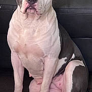 Indigo joined the competition — help win amazing prizes! dog, sitting, indoor, brown_floor, couch, pet, canine, domestic_animal, white_and_gray, ears, paw, tail, looking_at_camera, companion, household, animal_portrait, calm, alert, furniture, flooring