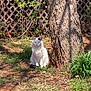 cat, white_cat, tree, grass, garden, outdoor, sunlight, fence, nature, animal, pet, quiet, sitting, daytime, shadows, plant, wood, trunk, leaf, greenery