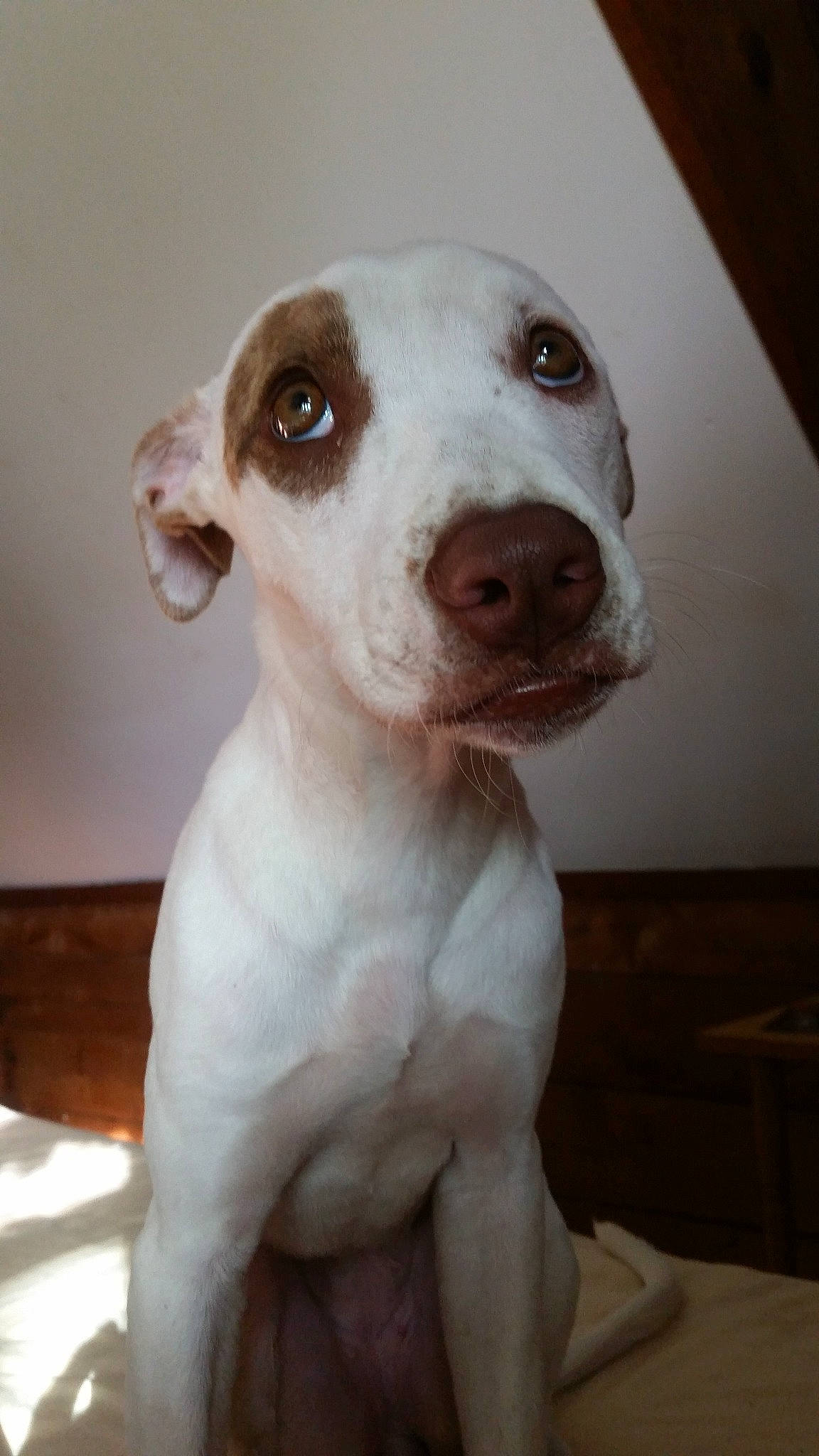 Emma Rose joined the competition — help win amazing prizes! american_pit_bull_terrier, carnivoran, dog, dog_breed, dog_breed_group, dog_like_mammal, dogo_guatemalteco, gull_terr, nose, old_english_terrier, pit_bull, snout