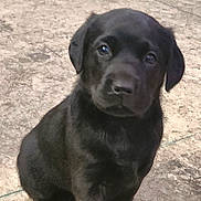 Opal is registered to the contest to win money with this photo: puppy, dog, black_dog, young_dog, pet, animal, sitting, concrete_floor, outdoor, close_up, cute, fur, portrait, looking, eyes, nose, whiskers, companion, adorable, canine