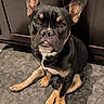 dog, french_bulldog, puppy, pet, animal, indoor, floor, carpet, ears, eyes, nose, tongue, sitting, cute, brown, black, white, fur, cabinet, home
