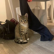 Aïko a rejoint le concours — aidez-le/la à gagner de superbes lots ! kitten, tabby_cat, floor, wooden_floor, bag, clothing, chair, indoor, pet, animal, cute, sitting, curious, white_paws, striped, young_cat, domestic_cat, furniture, home, eyes