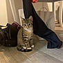 kitten, tabby_cat, floor, wooden_floor, bag, clothing, chair, indoor, pet, animal, cute, sitting, curious, white_paws, striped, young_cat, domestic_cat, furniture, home, eyes