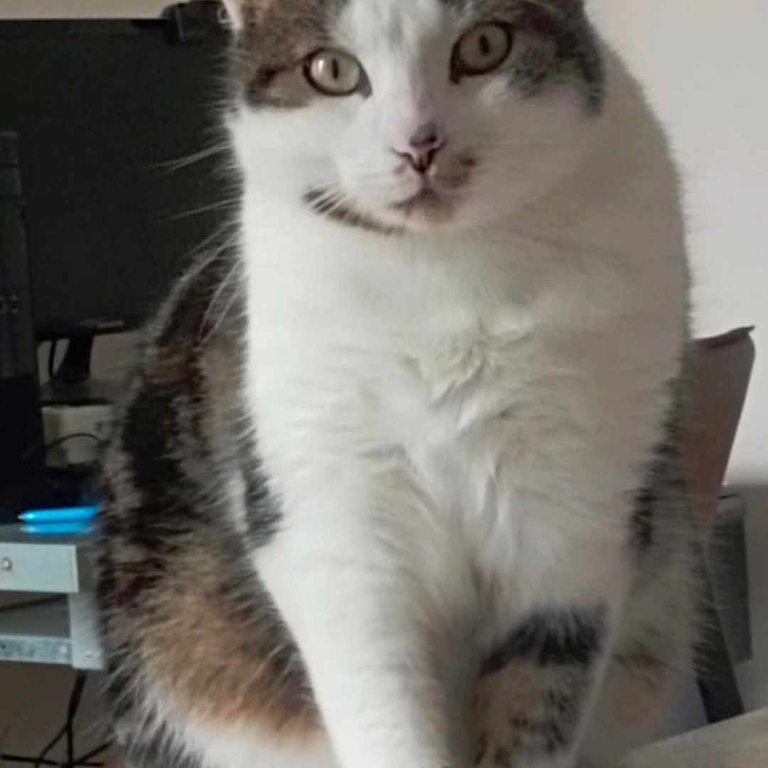 Zéphir a rejoint le concours — aidez-le/la à gagner de superbes lots ! animal, cat, cozy, cute, domestic, ears, eyes, feline, fur, furniture, home, indoor, paw, pet, remote_control, sitting, tabby, table, whiskers, white