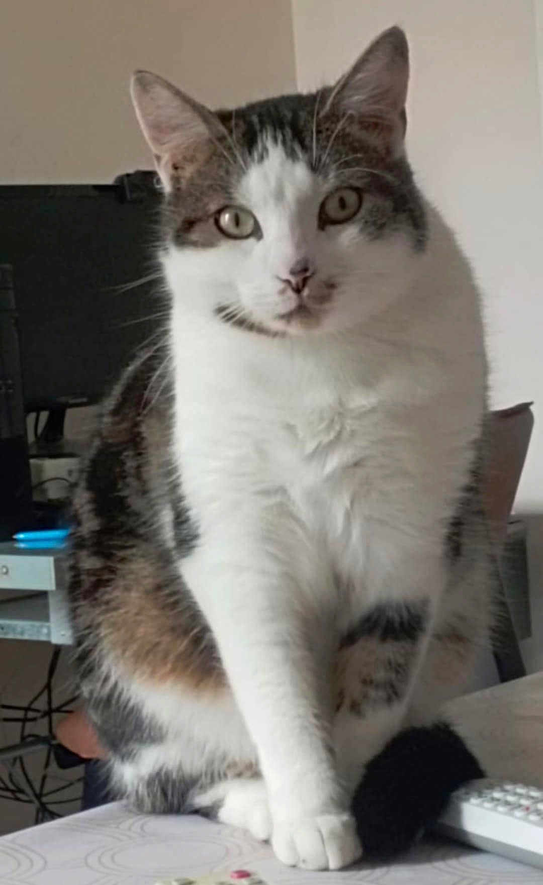 Zéphir a rejoint le concours — aidez-le/la à gagner de superbes lots ! cat, tabby, white, pet, animal, indoor, table, remote_control, furniture, paw, sitting, cute, domestic, feline, fur, whiskers, ears, eyes, home, cozy