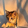Sunnah participe au concours pour gagner de l'argent avec cette photo : animal, blanket, cat, close_up, cozy, curious, cute, feline, indoor, kitten, pet, playing, plush, shadow, small, soft, toy, warm_light, wide_eyes, young_cat