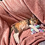 Sunnah a rejoint le concours — aidez-le/la à gagner de superbes lots ! animal, calico, cat, cozy, cute, domestic_cat, fur, indoor, kitten, paws, pet, pink, plush_blanket, relaxing, resting, sleeping, snuggling, soft_texture, stuffed_animal, toy