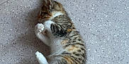 Sunnah a rejoint le concours — aidez-le/la à gagner de superbes lots ! adorable, animal, cat, cozy, cute, domestic, feline, floor, fur, indoor, kitten, peaceful, pet, quiet, resting, sleeping, small, tabby, white_paws, young