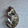 adorable, animal, cat, cozy, cute, domestic, feline, floor, fur, indoor, kitten, peaceful, pet, quiet, resting, sleeping, small, tabby, white_paws, young