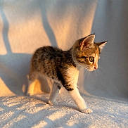 Sunnah a rejoint le concours — aidez-le/la à gagner de superbes lots ! animal, cat, cozy, curious, cute, ears, feline, fur, indoor, kitten, pet, shadow, side_view, small, soft_texture, sunlight, tabby, walking, whiskers, young_animal
