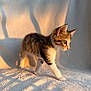 animal, cat, cozy, curious, cute, ears, feline, fur, indoor, kitten, pet, shadow, side_view, small, soft_texture, sunlight, tabby, walking, whiskers, young_animal