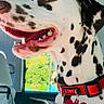 animal, canine, car_interior, collar, dalmatian, dog, domestic_animal, greenery, happy, harness, indoor, leash, mouth_open, pet, seat, side_view, spot_pattern, sunlight, vehicle, window