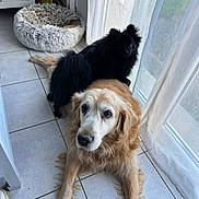 Lipsy participe au concours pour gagner de l'argent avec cette photo : animal, black_dog, companion, cozy, curtains, cute, dog, domestic, friendly, fur, golden_retriever, home, indoor, laying_down, pet, relaxing, standing, sunlight, tile_floor, window