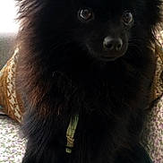 Gustave participe au concours pour gagner de l'argent avec cette photo : animal, black_dog, blanket, canine, closeup, companion, cute, cute_pet, dog, domestic_animal, eyes, fluffy, fur, furry, home, indoor, pet, pomeranian, portrait, sitting