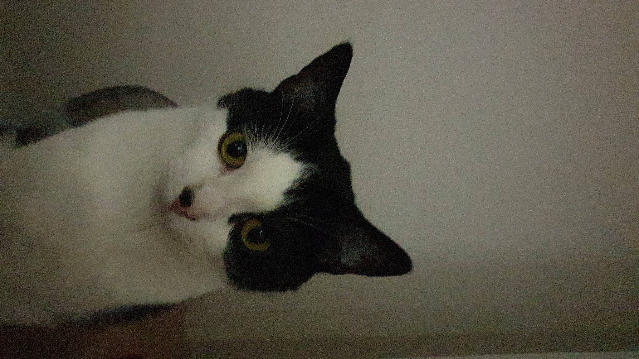 Hector joined the competition — help win amazing prizes! carnivore, cat, domestic_short_haired_cat, ear, eye, felidae, fur, head, iris, paw, small_to_medium_sized_cats, snout, tail, whiskers