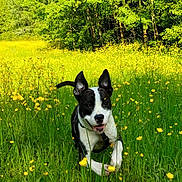 Tia a rejoint le concours — aidez-le/la à gagner de superbes lots ! dog, black_and_white_dog, running, field, meadow, yellow_flowers, buttercup, grass, trees, nature, outdoor, pet, happy, ears, harness, portrait, motion, spring, sunny, closeup