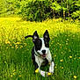 dog, black_and_white_dog, running, field, meadow, yellow_flowers, buttercup, grass, trees, nature, outdoor, pet, happy, ears, harness, portrait, motion, spring, sunny, closeup
