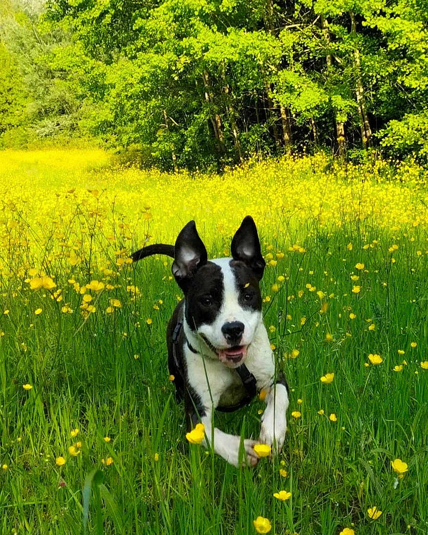 Tia a rejoint le concours — aidez-le/la à gagner de superbes lots ! dog, black_and_white_dog, running, field, meadow, yellow_flowers, buttercup, grass, trees, nature, outdoor, pet, happy, ears, harness, portrait, motion, spring, sunny, closeup