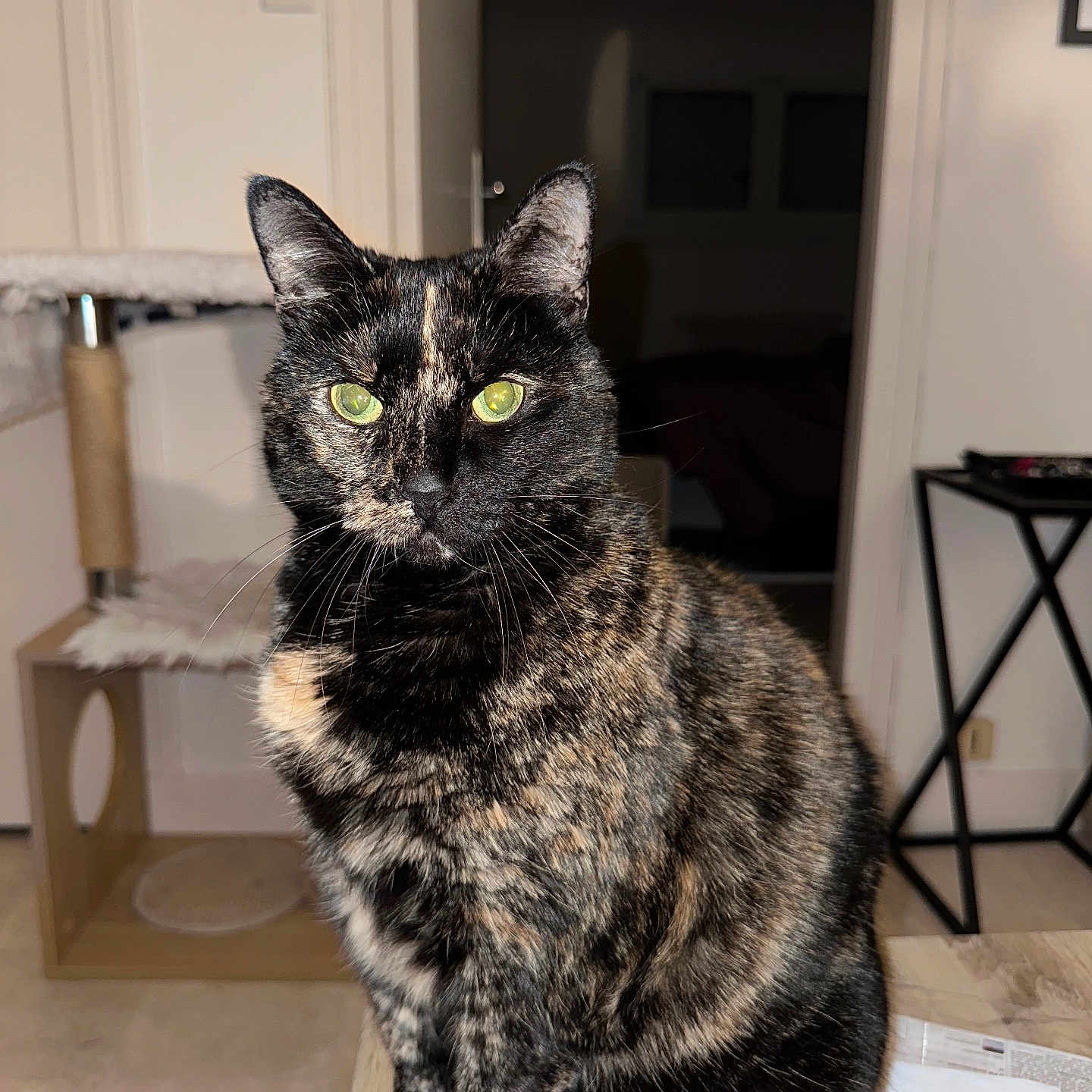 Mya participe au concours pour gagner de l'argent avec cette photo : abyssinian, animal, architecture, blackcat, brasssection, building, cat, furniture, hardwood, horn, indoors, kitten, livingroom, manx, musicalinstrument, pet, plywood, room, table, wood