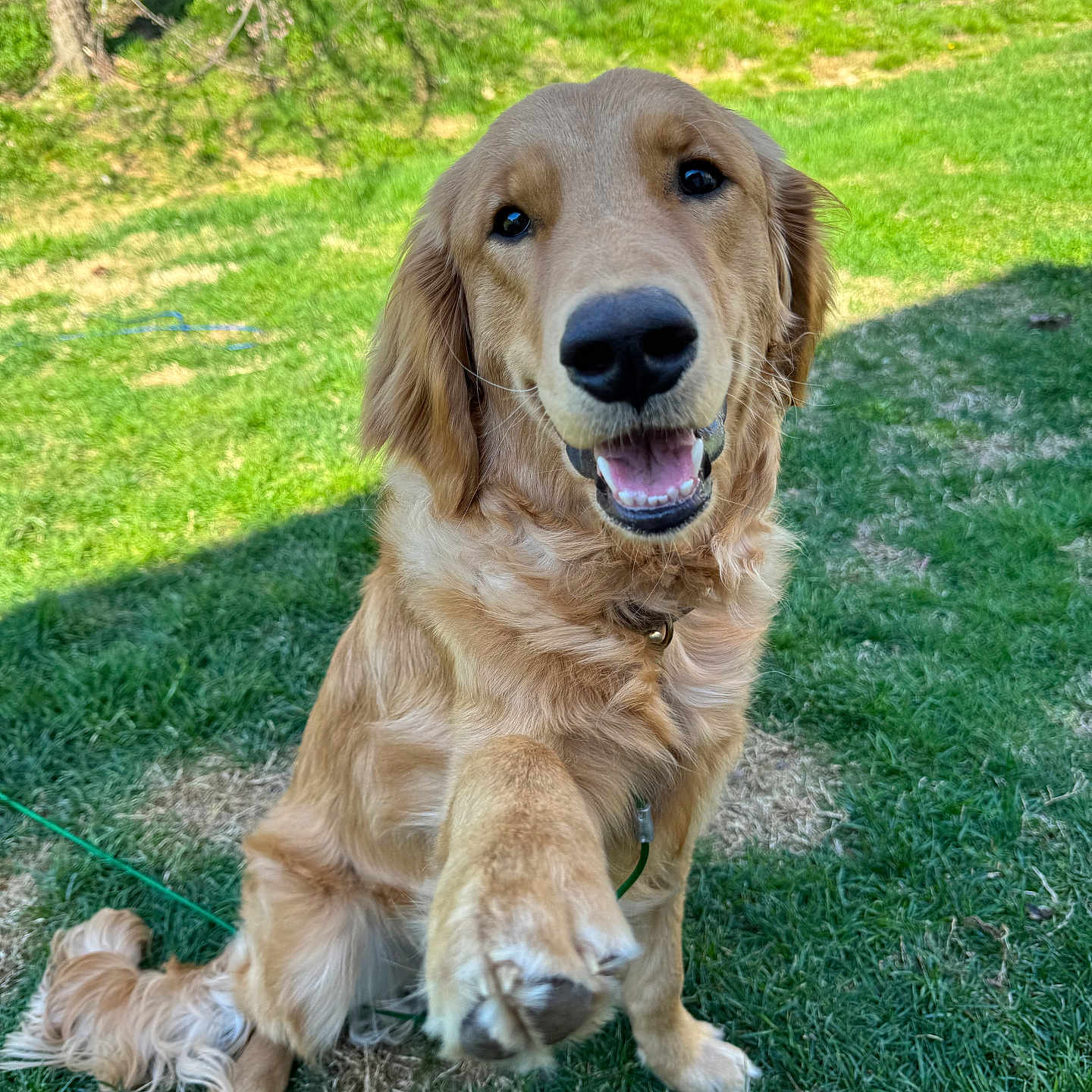 Samson is registered to the contest to win money with this photo: accessories, animal, canine, cockerspaniel, dog, field, goldenretriever, grass, grassland, lawn, leash, nature, outdoors, park, pet, plant, puppy, strap, tree, yard
