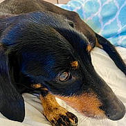 Ettore a rejoint le concours — aidez-le/la à gagner de superbes lots ! animal, bed, black, blanket, canine, close_up, cute, dachshund, dog, ears, eye, fur, indoors, mammal, nose, paw, pet, resting, sleepy, tan