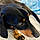 Ettore