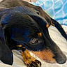 animal, bed, black, blanket, canine, close_up, cute, dachshund, dog, ears, eye, fur, indoors, mammal, nose, paw, pet, resting, sleepy, tan