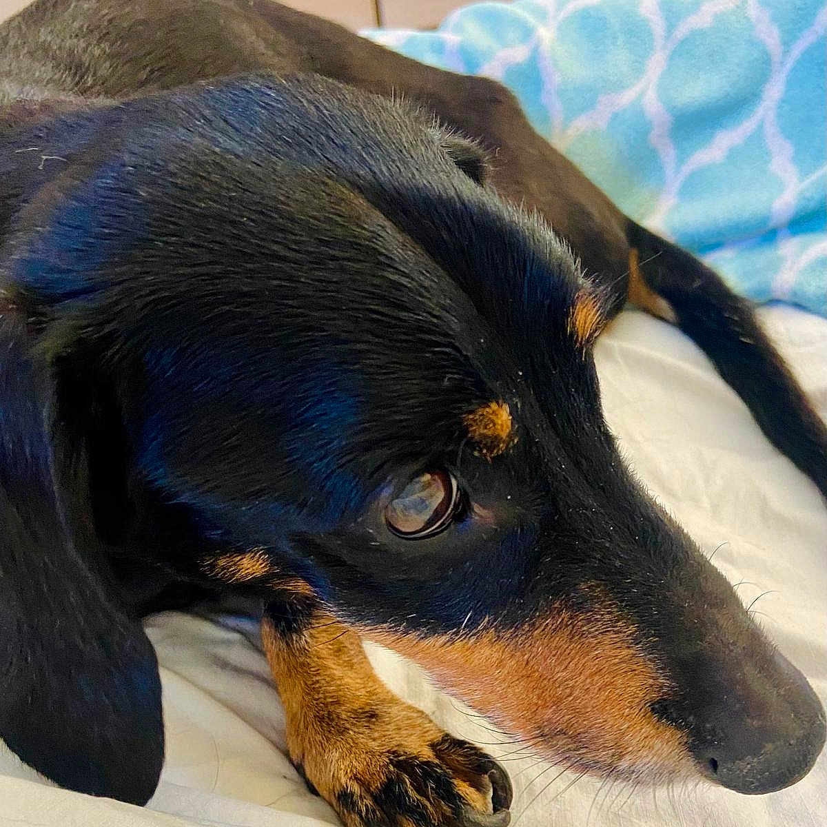 Ettore