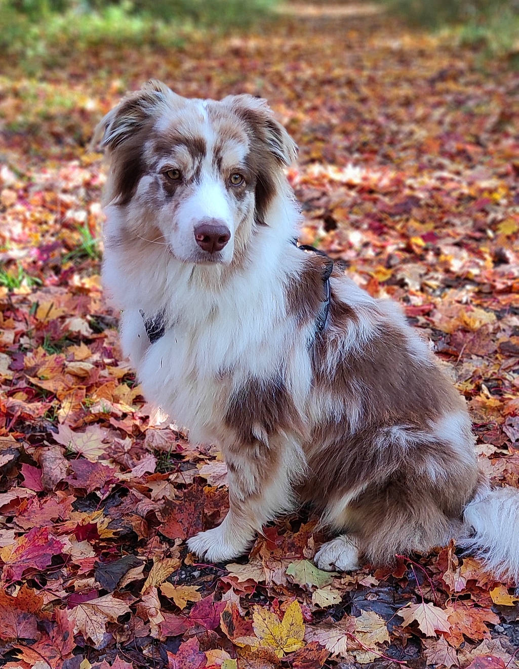 Arrow participe au concours pour gagner de l'argent avec cette photo : australian_collie, australian_shepherd, autumn, border_collie, carnivore, companion_dog, dog, dog_breed, fur, grass, gun_dog, herding_dog, miniature_australian_shepherd, snout, soil, sporting_group, terrestrial_animal, whiskers, working_animal, working_dog