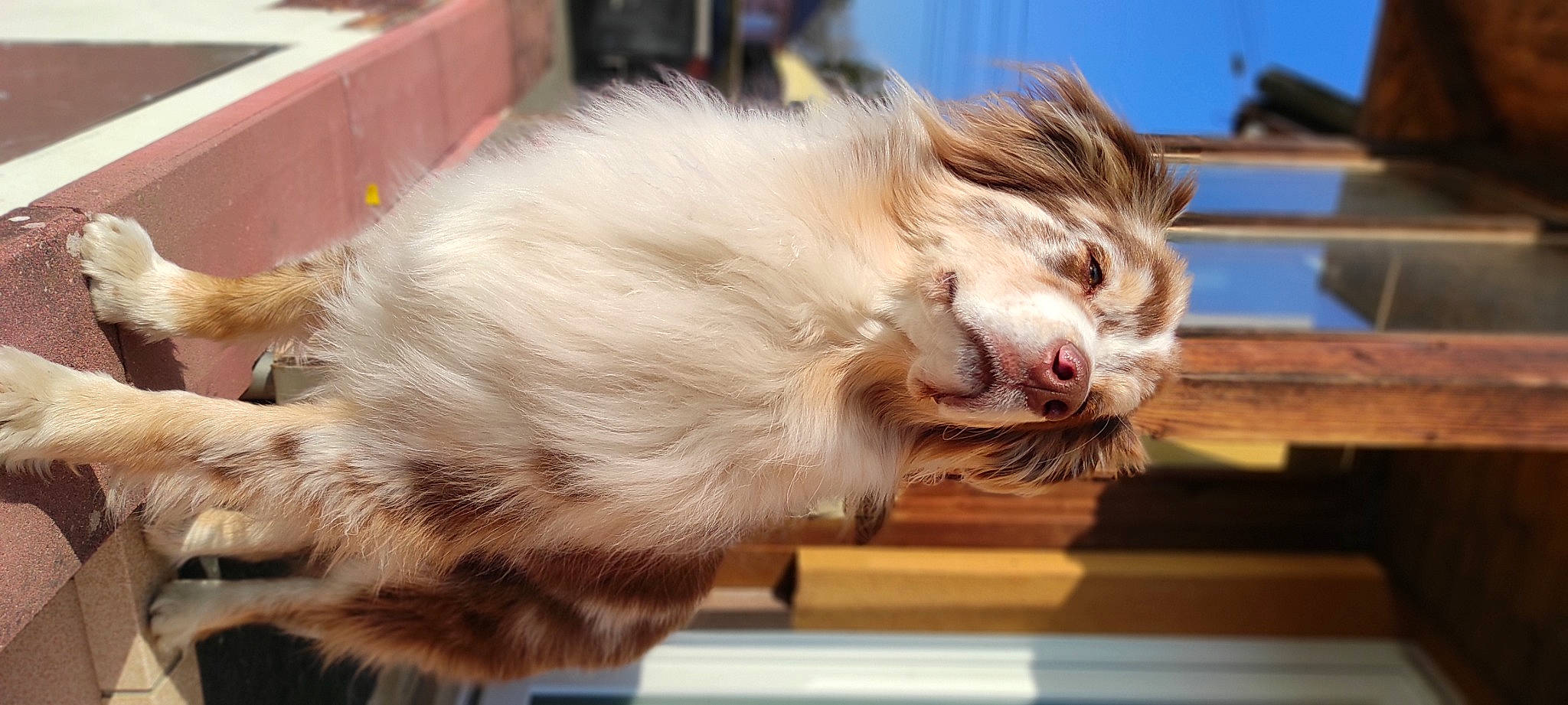 Arrow participe au concours pour gagner de l'argent avec cette photo : ancient_dog_breeds, canidae, carnivore, companion_dog, dog, dog_breed, fang, fawn, fur, german_spitz_klein, pet_supply, snout, sporting_group, whiskers, working_dog