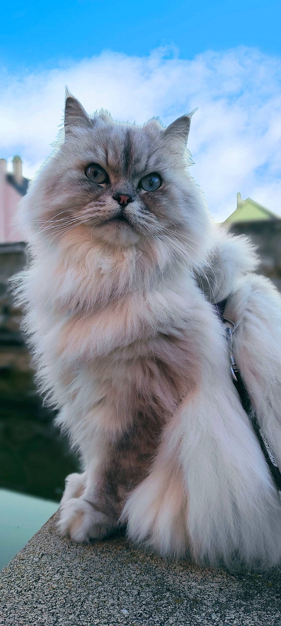 Scar a rejoint le concours — aidez-le/la à gagner de superbes lots ! british_longhair, carnivore, cat, event, felidae, fur, persian, plant, sky, small_to_medium_sized_cats, snout, terrestrial_animal, whiskers