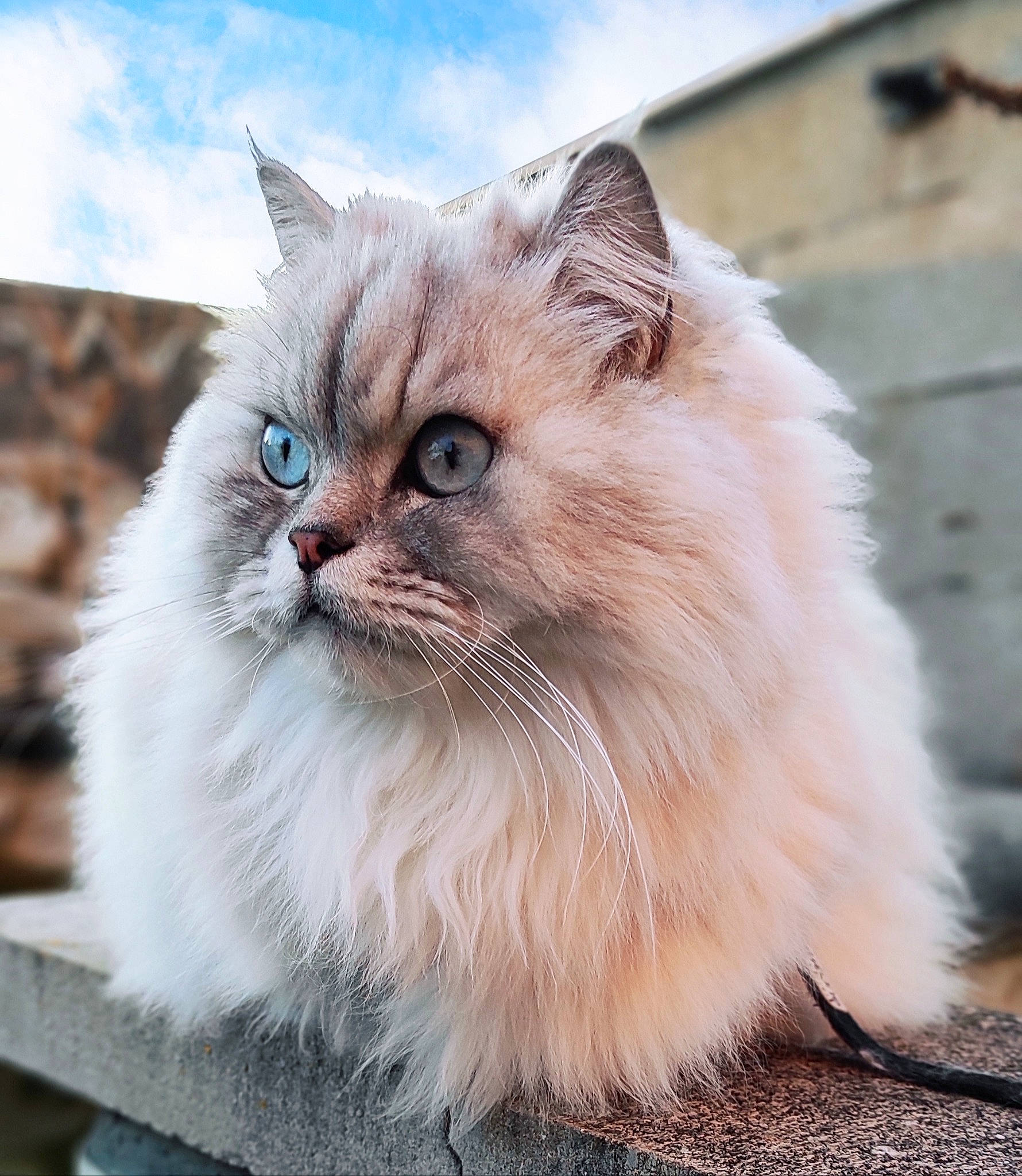 Scar a rejoint le concours — aidez-le/la à gagner de superbes lots ! birman, british_longhair, carnivore, cat, cloud, fawn, felidae, fur, paw, persian, plant, sky, small_to_medium_sized_cats, snout, terrestrial_animal, whiskers, window