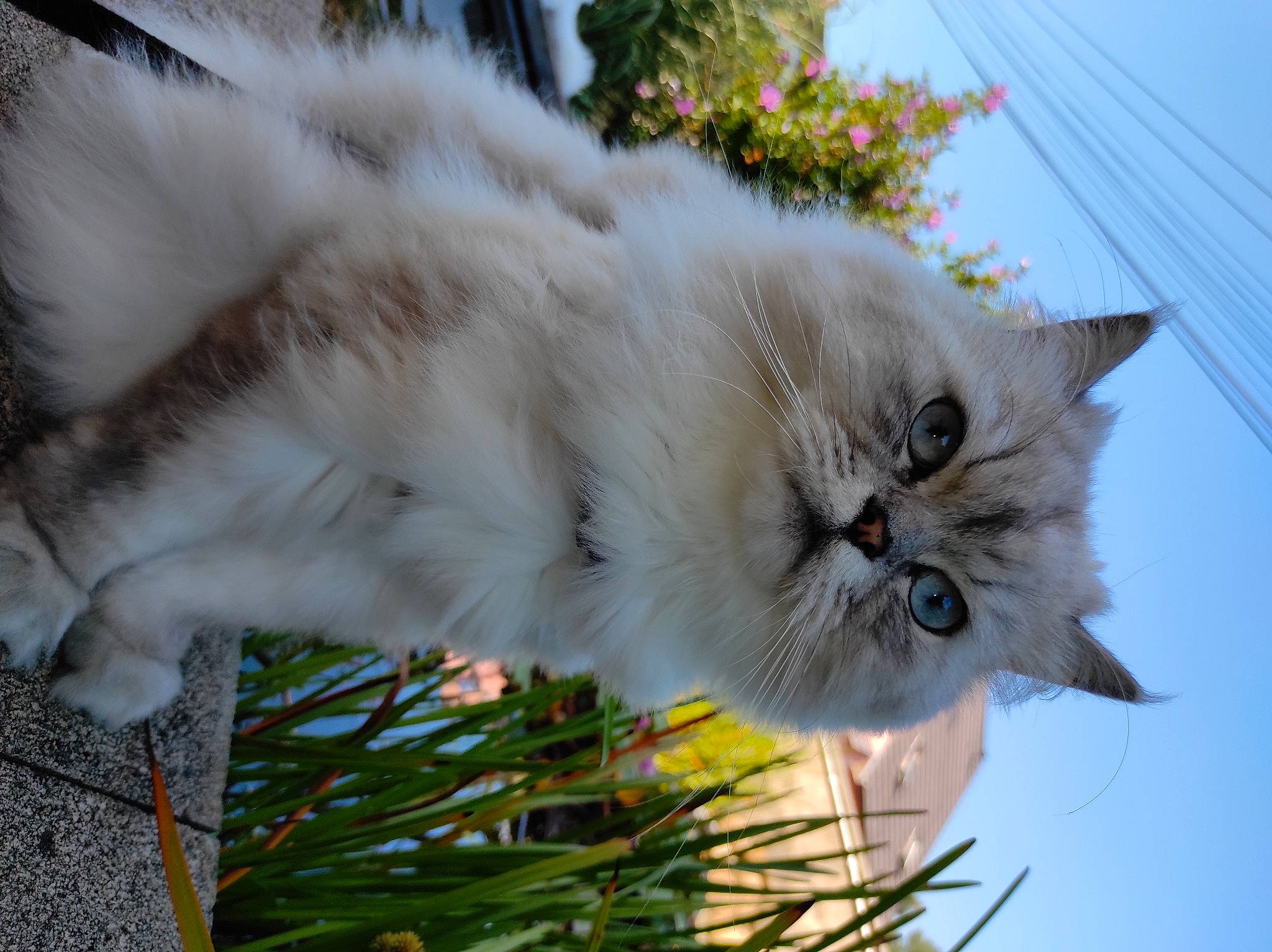 Scar a rejoint le concours — aidez-le/la à gagner de superbes lots ! carnivore, cat, conifer, event, felidae, flower, flowering_plant, fur, grass, herb, holiday, plant, sky, small_to_medium_sized_cats, snout, tail, tree, twig, whiskers, wood