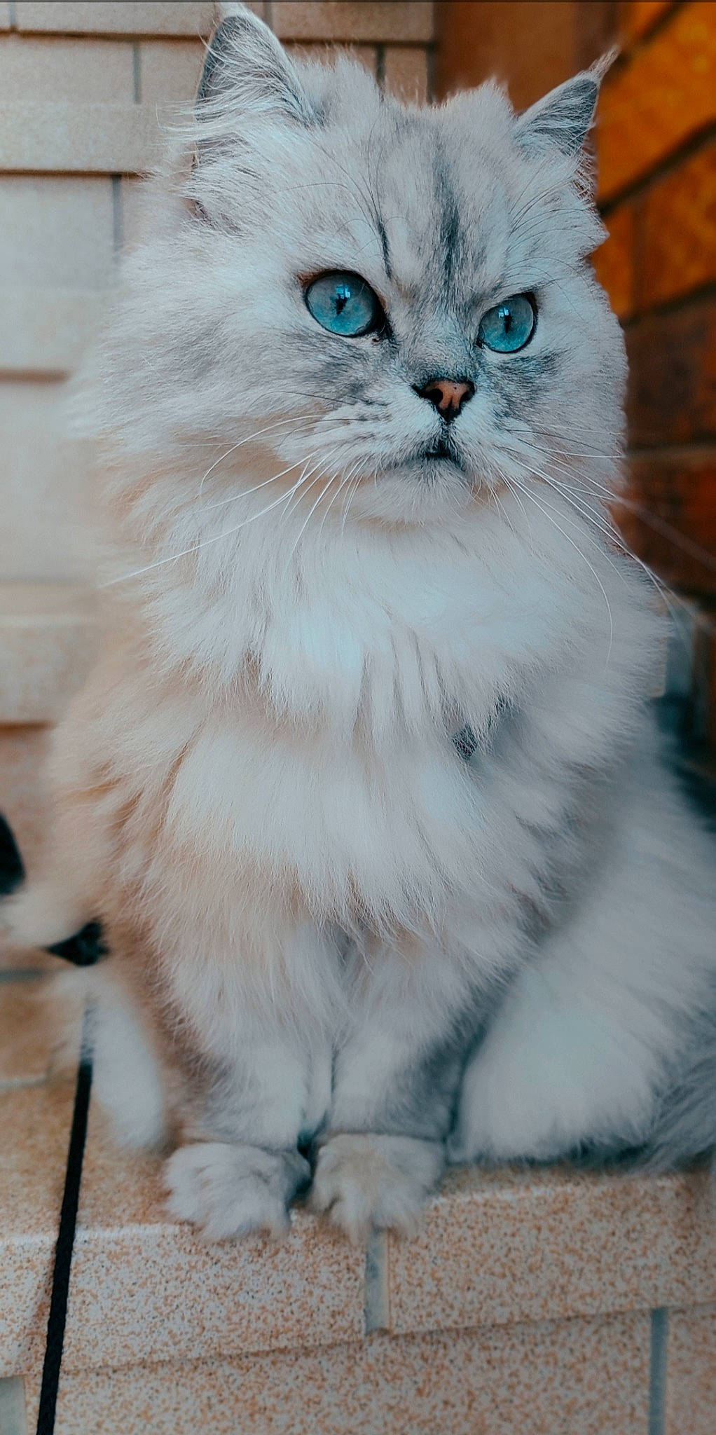 Scar participe au concours pour gagner de l'argent avec cette photo : british_longhair, carnivore, cat, event, felidae, fur, persian, small_to_medium_sized_cats, snout, tail, whiskers