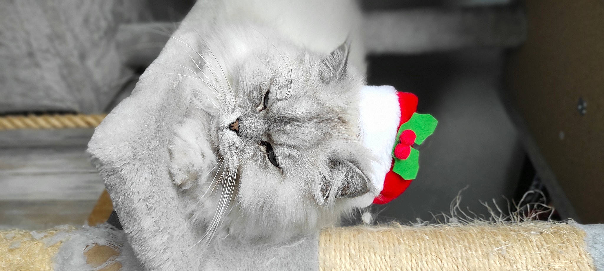 Scar participe au concours pour gagner de l'argent avec cette photo : canidae, carnivore, cat, claw, domestic_short_haired_cat, felidae, fur, grass, mammal, monochrome_photography, paw, petal, photo_caption, small_to_medium_sized_cats, snout, tail, whiskers