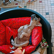 Dobby a rejoint le concours — aidez-le/la à gagner de superbes lots ! animal, cat, colorful, cute, dog_bed, floor_tile, food_bowl, footwear, hand, indoor, person, pet, pet_bed, plush_toy, puppy, red, relaxed, slippers, spider_man, toy