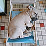 animal, beige_dog, calm, cozy, curled_up, dog, floor_tiles, hammock_chair, home, indoor, paw, pet, quiet, relaxed, resting, sleeping, small_chair, striped_fabric, tile_pattern, wooden_frame