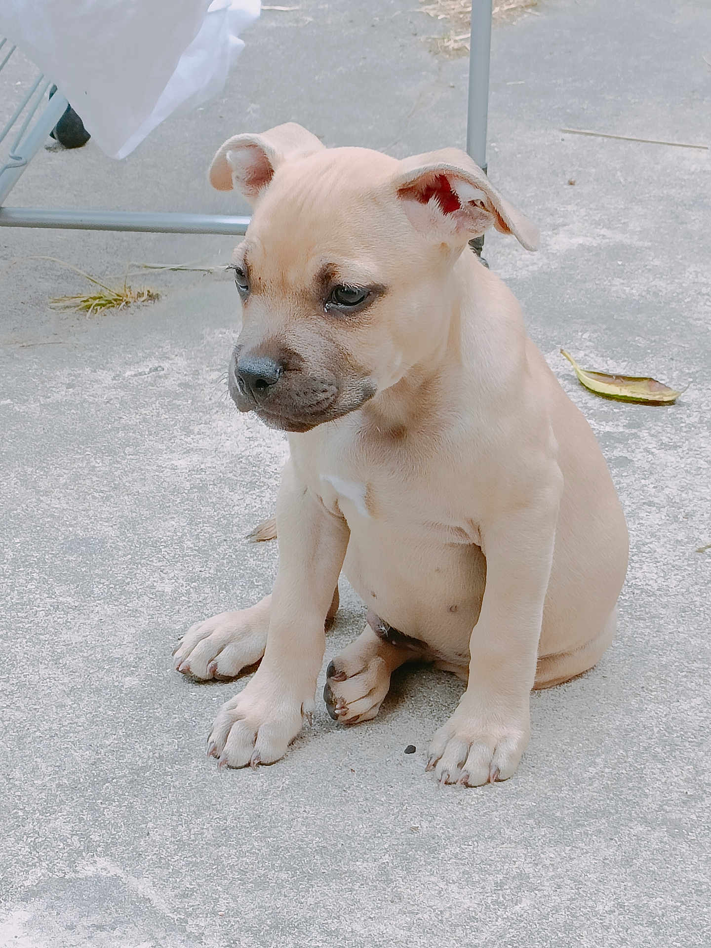 Dobby a rejoint le concours — aidez-le/la à gagner de superbes lots ! animal, background, beige, concrete, dog, ears, floor, leaf, metal_chair, nail, outdoor, paw, pet, puppy, quiet, sitting, snout, thoughtful, young, young_dog