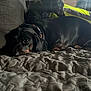 dog, bed, quilt, black_dog, resting, indoors, lamp, couch, collar, pet, cozy, animal, fur, sleepy, comfort, furniture, domestic, relaxed, portrait, canine