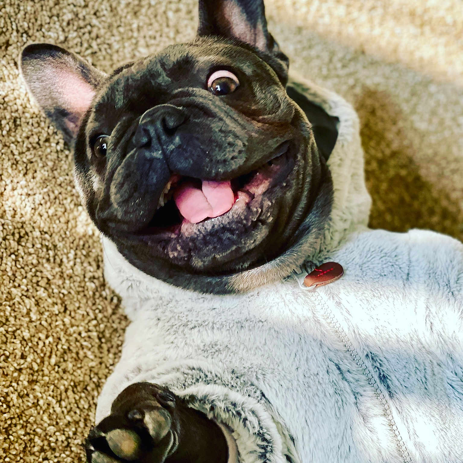 Duke is registered to the contest to win money with this photo: animal, bodypart, bostonbull, boxer, bulldog, canine, dog, frenchbulldog, mouth, person, pet, pitbull, pug, puppy, quilt, teeth, tongue, whitedog