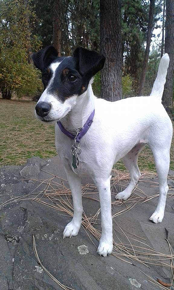 Noel joined the competition — help win amazing prizes! canidae, carnivore, collar, companion_dog, dog, dog_breed, dog_collar, fawn, hunting_dog, non_sporting_group, plant, snout, sporting_group, tail, terrestrial_animal, terrier, tree, whiskers, working_animal